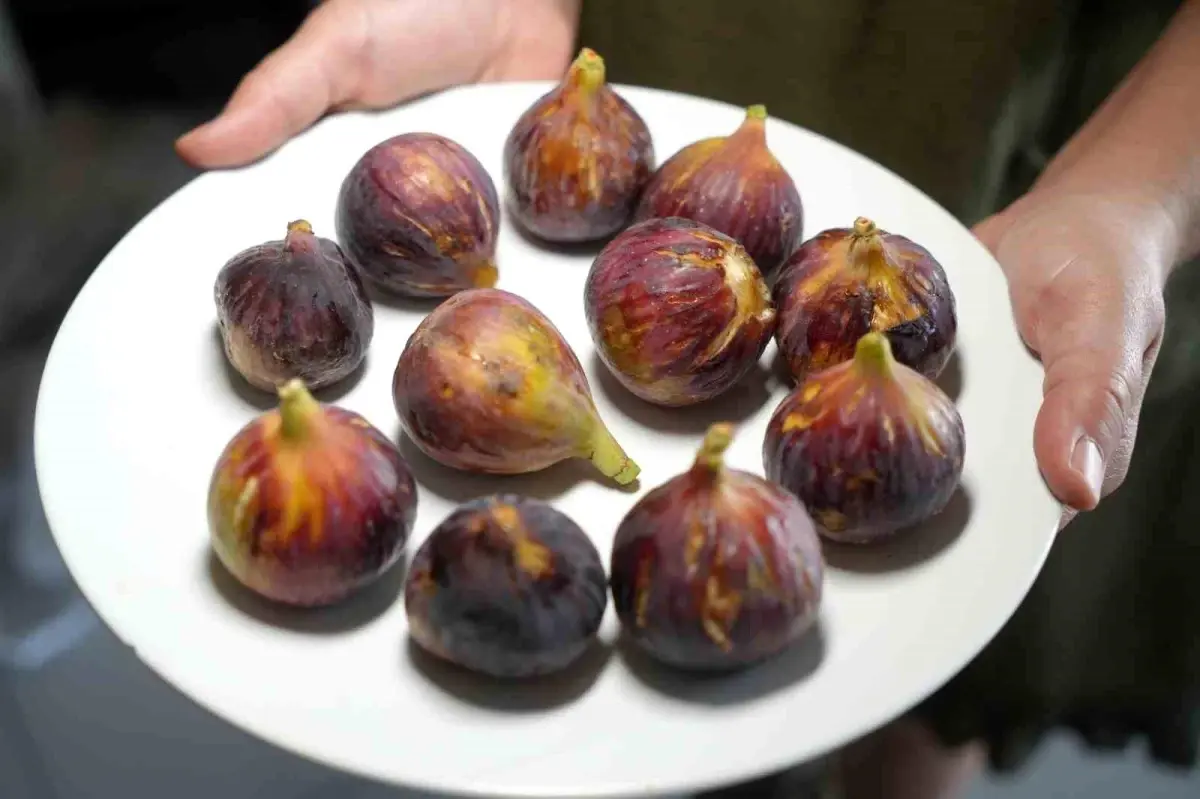 inciri kabuguyla tuketin VZEjcZr8