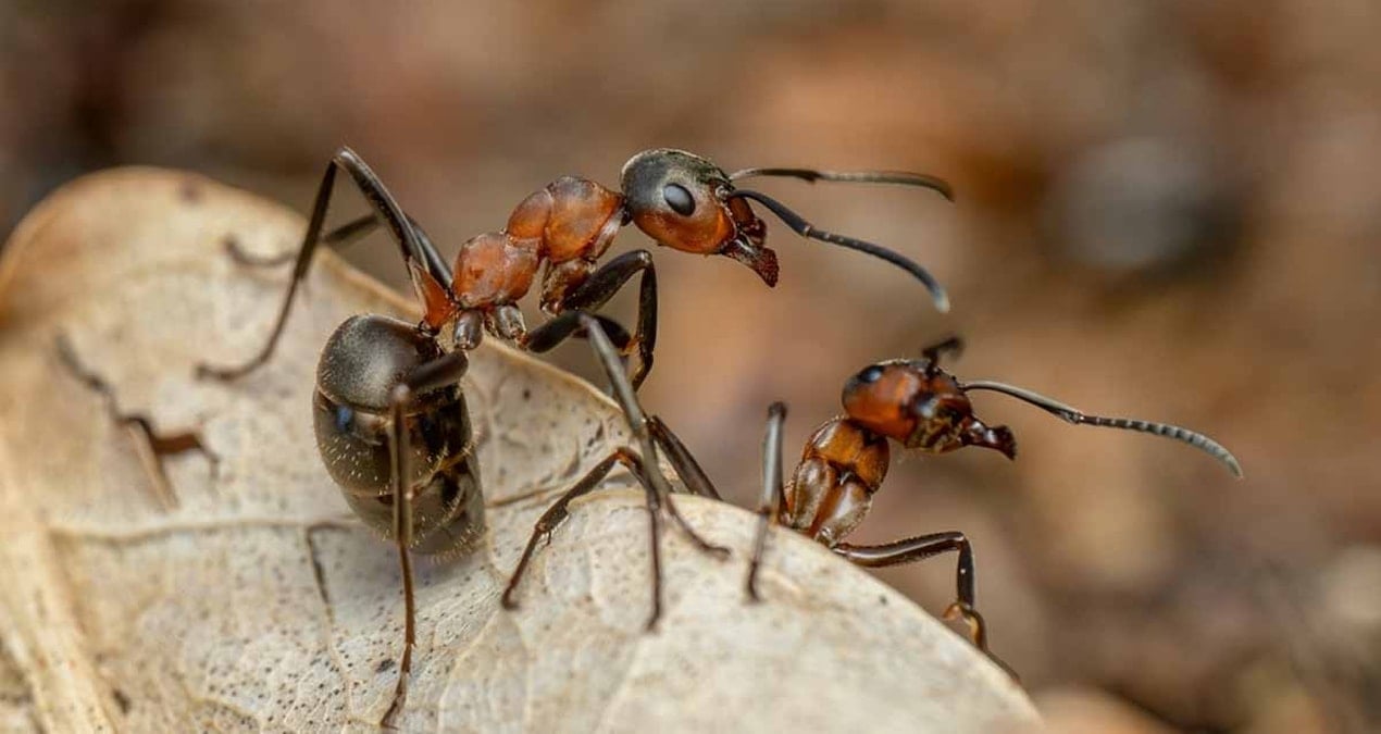karincalarin guclerini 2 katina cikarmak icin kullandiklari sasirtici takim calismasi hilesi kuvvet mandali DdUJFxyx
