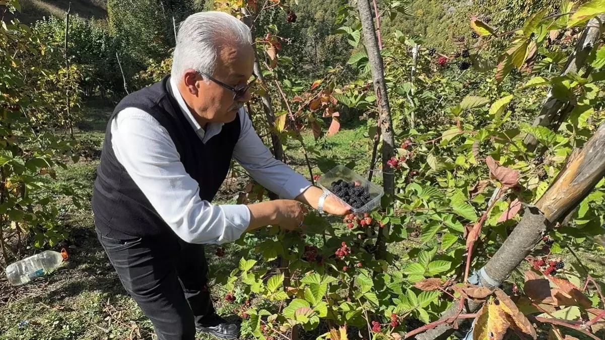 giresunda ahududu ve bogurtlen hasadi basladi FPzS5WBa.jpg