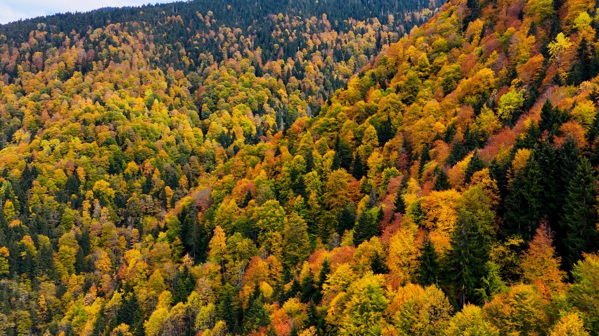 gumushanede orumcek ormanlarinda sonbahar p6r6jc25.jpg