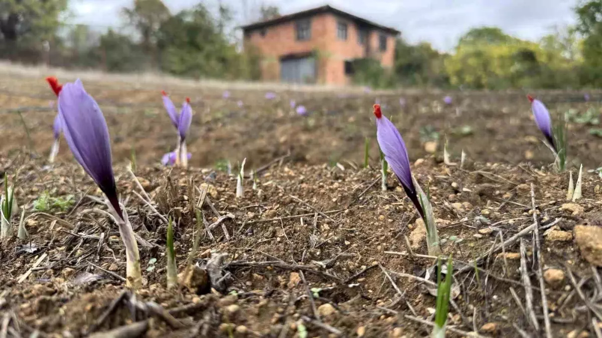 karabukte dunyanin en pahali baharati safran erken cicek acti OxMBRnE1.jpg