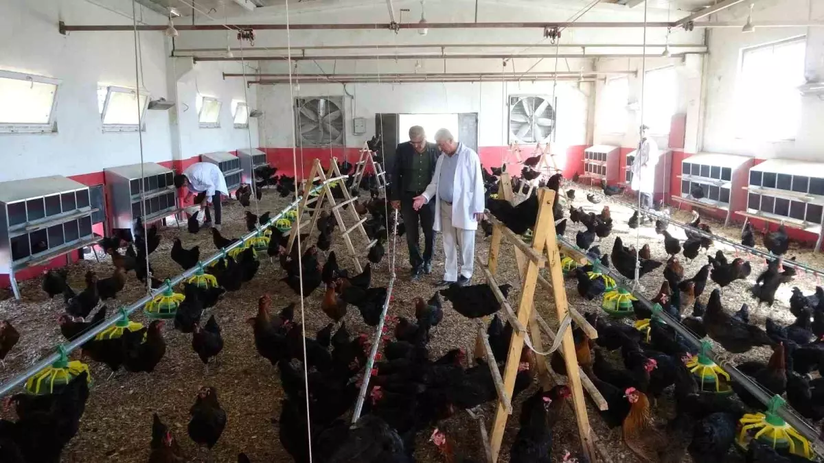 malatyada ogrencilerden tavuk yetistiriciligi LsfrpvBG