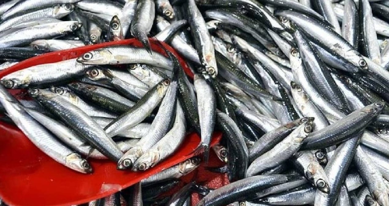 sinopta balikci tezgahlari doldu 150 liradan satiliyor 6aI3eB2B