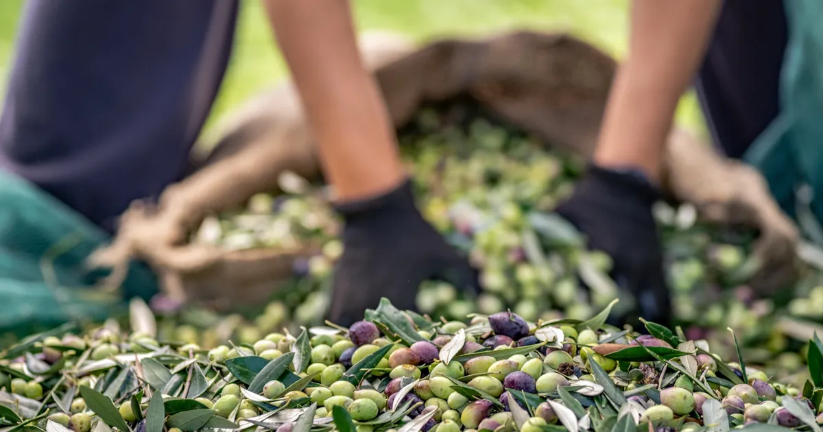 sofralik zeytin ihracatinda 255 milyon dolarlik tarihi rekor HR2vOtEJ