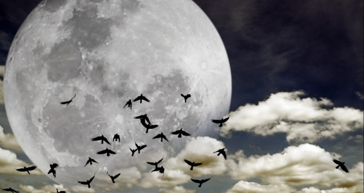 yuzlerce tur yok olmak uzere terk etmeye basladilar 67MBsnVS.jpg