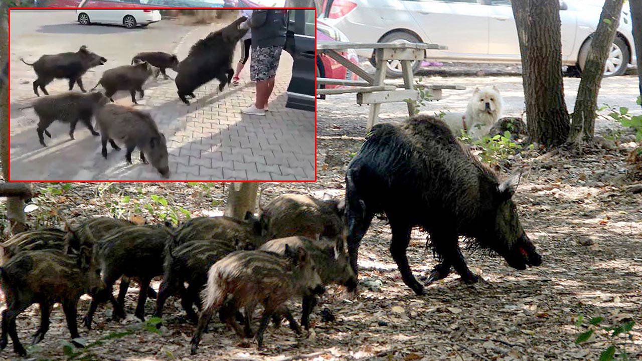 beslemeye calistigi yaban domuzu tatilcinin kolunu isirdi X8WlbmLP.jpg