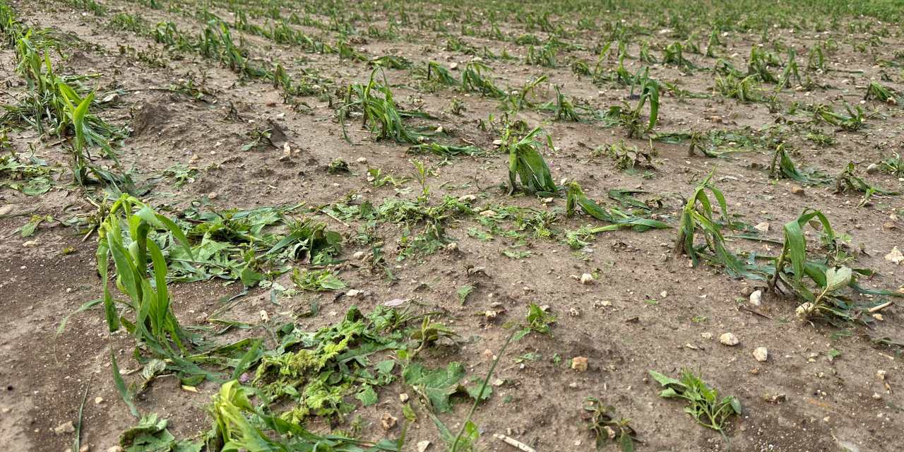 Gece Yaşanan Dolu Felaketi: Tarım Alanları Zarar Gördü